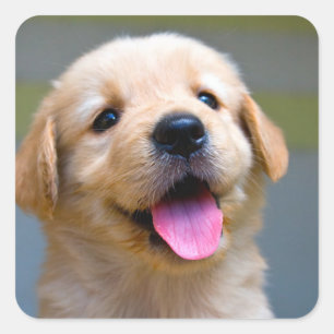 Adesivos de Cachorro Filhote Retriever Dourado Amo