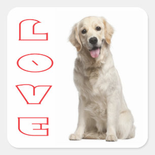 Adesivos de Cachorro Filhote Retriever Dourado Amo