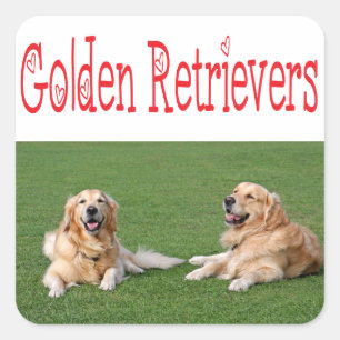 Adesivos de Cachorro Filhote Retriever Dourado Amo