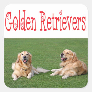 Adesivos de Cachorro Filhote Retriever Dourado Amo