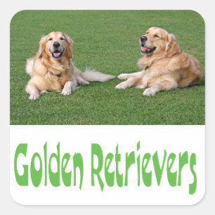 Adesivos de Cachorro Filhote Retriever Dourado Amo