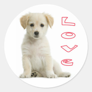 Adesivos de Cachorro Filhote Retriever Golden Amor