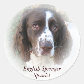 Adesivos de cães de espanhol Springer em Inglês Pe