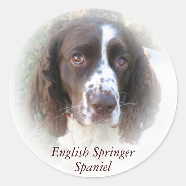 Adesivos de cães de espanhol Springer em Inglês Pe (Frente)