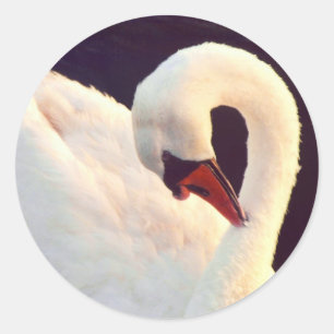 Adesivos de Cisne Sem Mudo