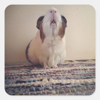 adesivos de cobaia-margarida