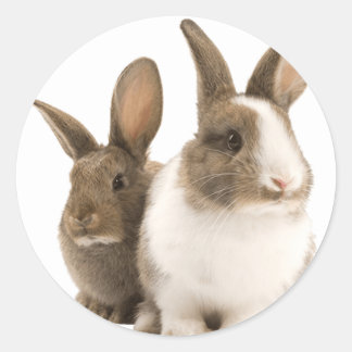 Adesivos de coelhos