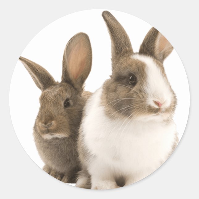Adesivos de coelhos (Frente)