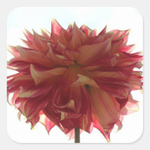 adesivos de dália vermelha, laranja e amarela