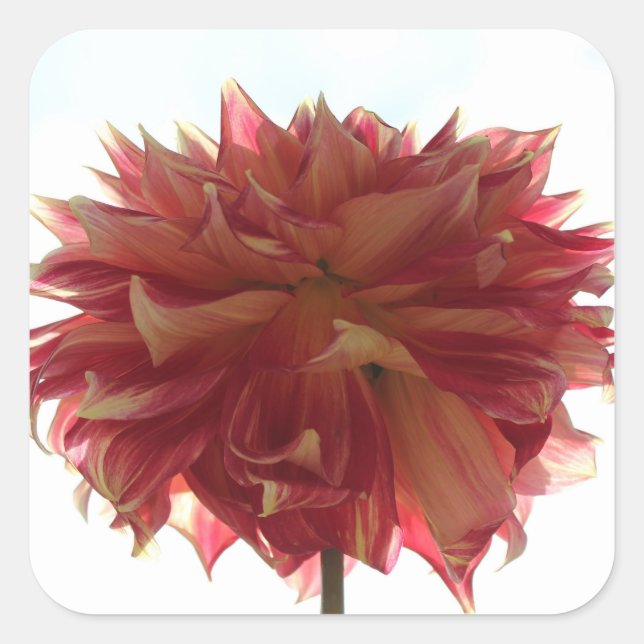 adesivos de dália vermelha, laranja e amarela (Frente)