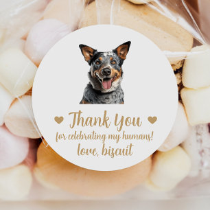 Adesivos de Favor de Casamento do Cão de Gado Aust