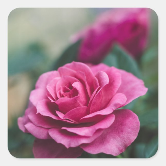 Adesivos de Favor de Selos de Envelope de Rosa Ros (Frente)