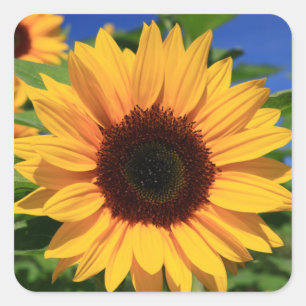 Adesivos de Flor de Girassol Amarelo Floral