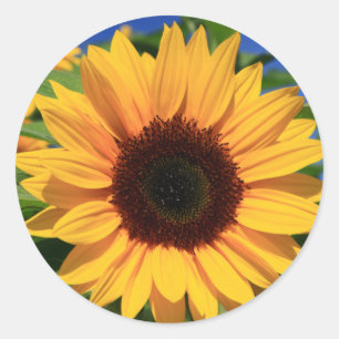 Adesivos de Flor Girassol Amarela