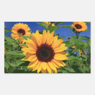 Adesivos de Flor Girassol Amarela Floral