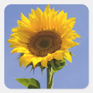 Adesivos de Flor Girassol Amarelo Floral Obrigado