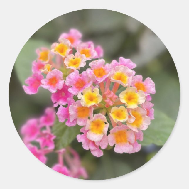 Adesivos de flores cor-de-rosa e laranja delicados (Frente)