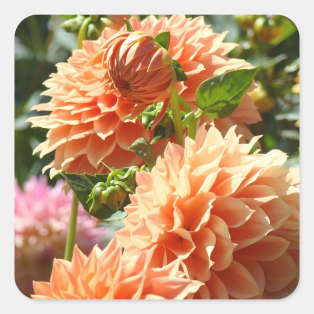 Adesivos de flores de dália laranja selos de envel (Frente)