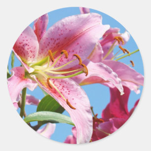 Adesivos de Flores de Lírio Rosa Formas Personaliz