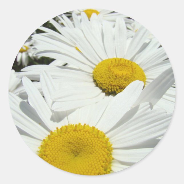 Adesivos de flores de margarida brancas Margaridas (Frente)
