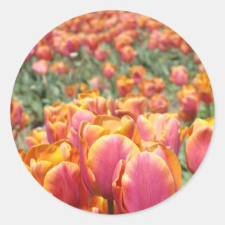 Adesivos de Flores de Tulipa Selos de Envelope Pri