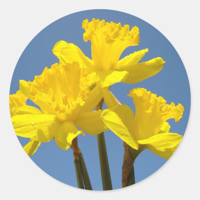 Adesivos de Flores Narcisos da Primavera selos de  (Frente)