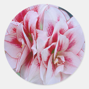 Adesivos de Flores Rosa