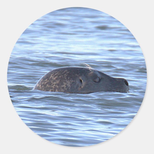 Adesivos de Foca Nadando no Oceano (Frente)