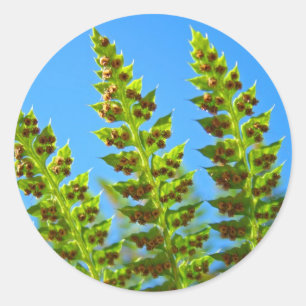 Adesivos de folhas de samambaia da Floresta Verde