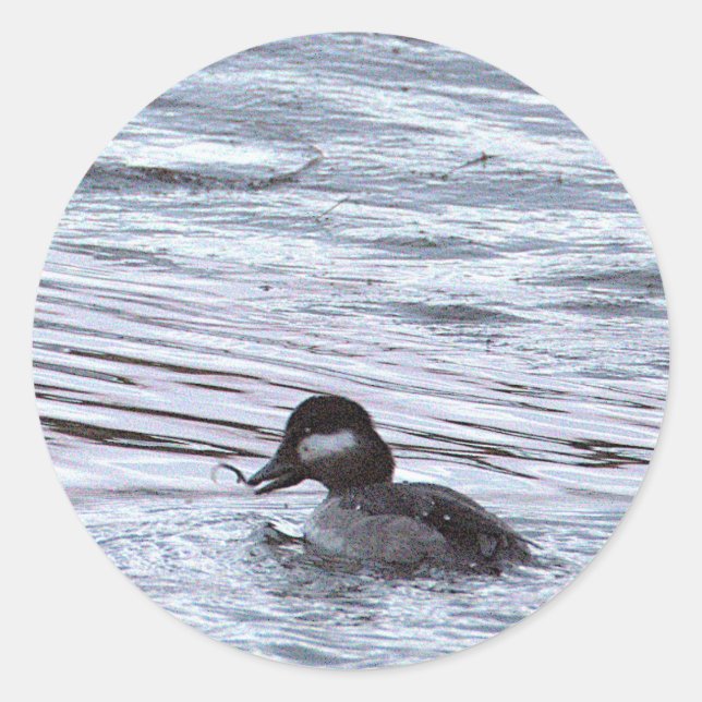 Adesivos de Foto de Pato (Frente)