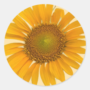 Adesivos de Fotos de Girassóis