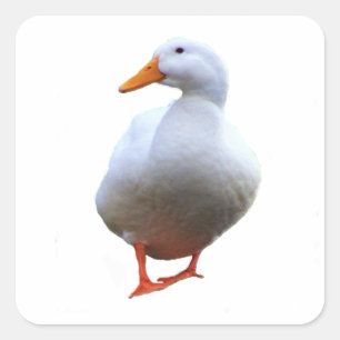 Adesivos de Fotos de Pato