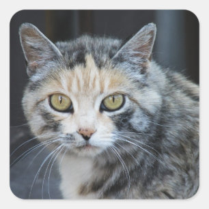 Adesivos de Gato Calico