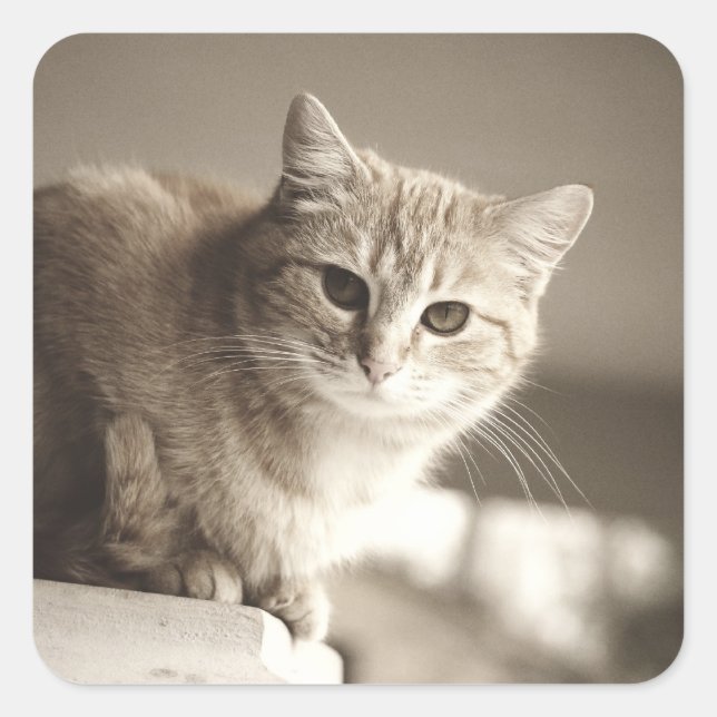 Adesivos de Gato Laranja (Frente)