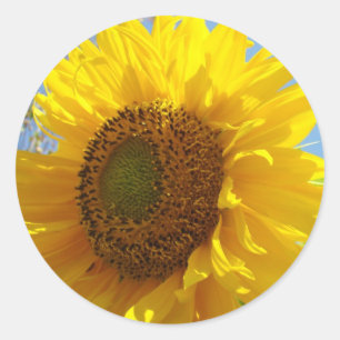 Adesivos de girassol Selos de flores de sol amarel