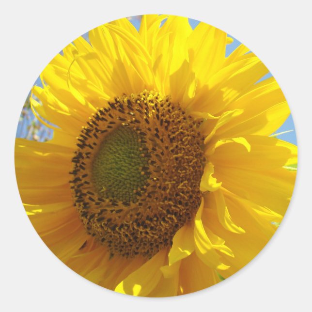 Adesivos de girassol Selos de flores de sol amarel (Frente)
