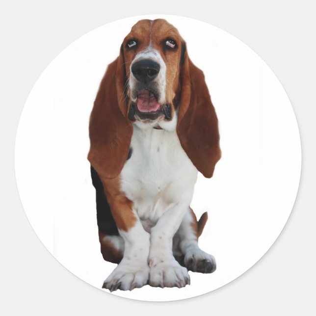 Adesivos de Imagem de Hound Basset (Frente)