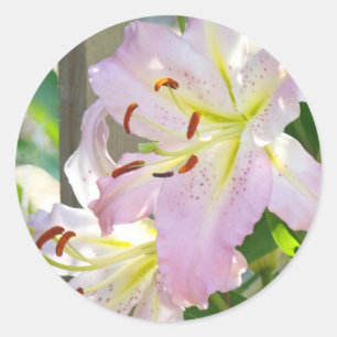 Adesivos de Lírios Flores de Lírio Rosa folhas de