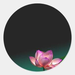Adesivos de lótus cor-de-rosa
