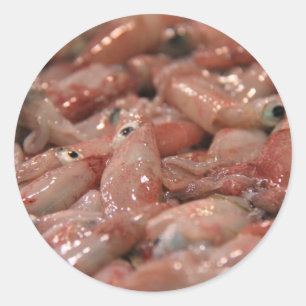 Adesivos de Lulas Frescos