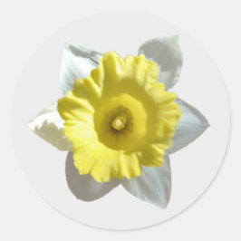 Adesivos de Narciso Branco