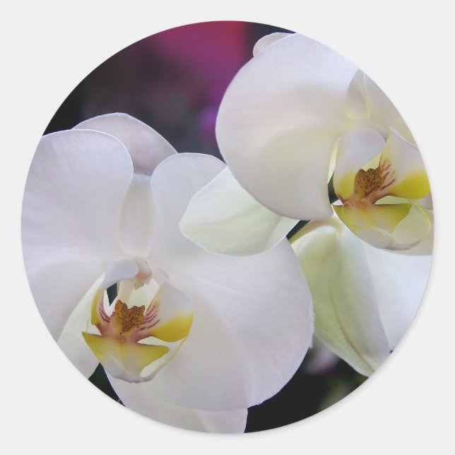 Adesivos de orquídeas (Frente)