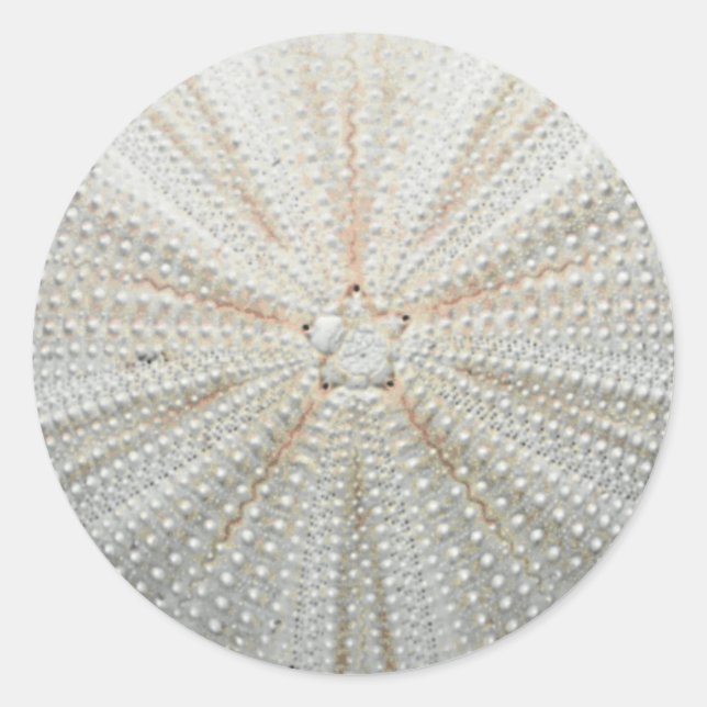 Adesivos de ouriços do mar (Frente)