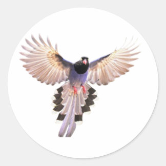 Adesivos de pássaros