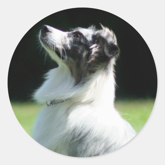 Adesivos de pastor australianos (Frente)