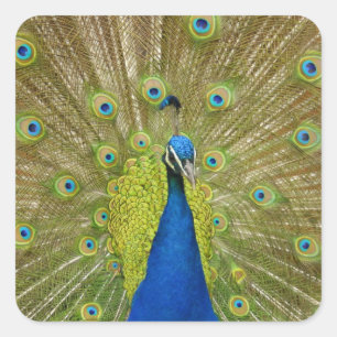 Adesivos de Peacock