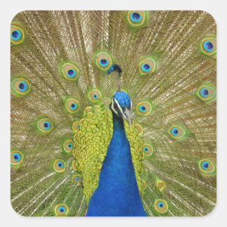 Adesivos de Peacock