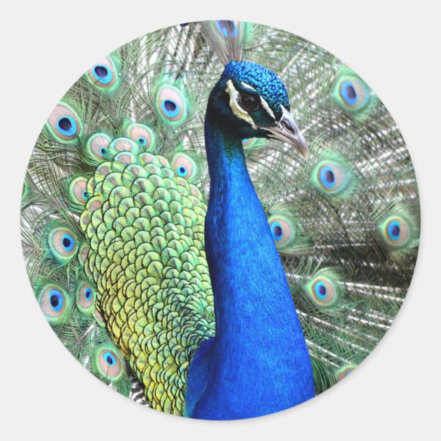Adesivos de Peacock (Frente)