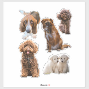 Adesivos de Planeamento Cães