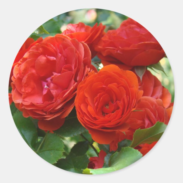 Adesivos de rosas vermelhas lindas flores de rosa (Frente)